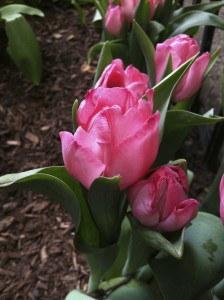 Tulips in New York City--photo copyright Anne Underwood Enslow