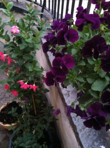 Pansies in my garden--photo copyright Anne Underwood Enslow