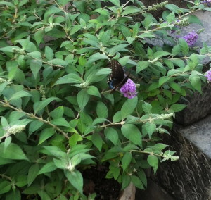 Butterfly bush--photo copyright Anne Underwood Enslow