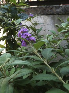 Butterfly bush--photo copyright Anne Underwood Enslow