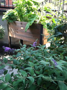 Butterfly bush--photo copyright Anne Underwood Enslow