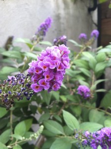 Butterfly bush--photo copyright Anne Underwood Enslow