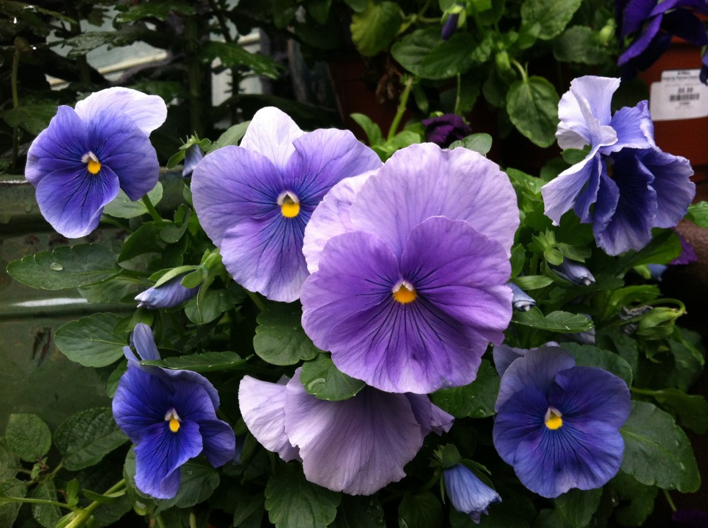 Pansies in my garden--photo copyright Anne Underwood Enslow