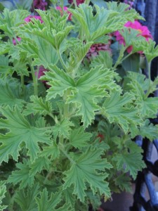 Geranium citronella--photo copyright Anne Underwood Enslow