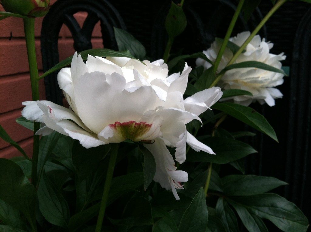 Monrovia Bowl of Cream peonies--photo copyright Anne Underwood Enslow