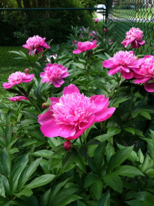 Grannie Lisbie's peonies