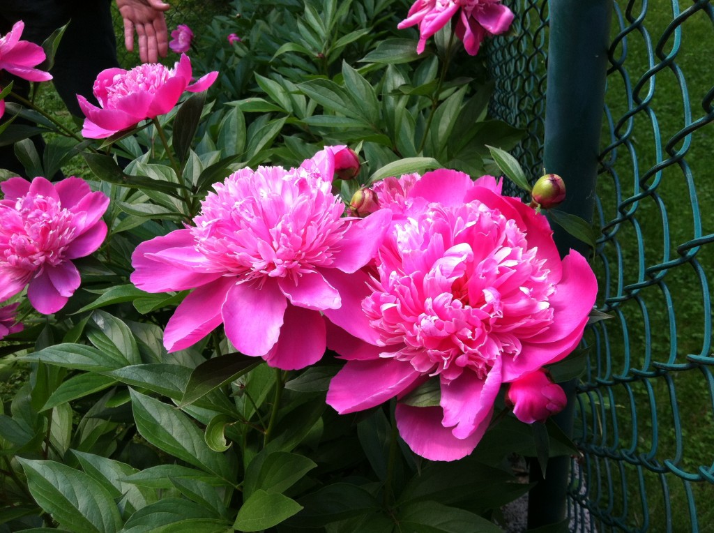 Grannie Lisbie's peonies--photo copyright Anne Underwood Enslow