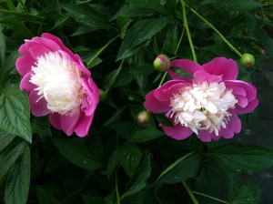 NYBG peonies--photo copyright Anne Underwood Enslow