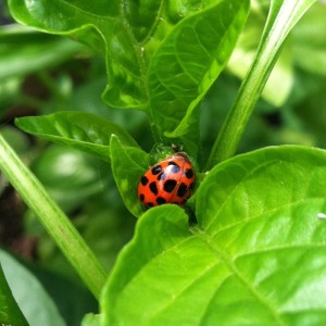 Ladybug in peppers--photo copyright Anne Underwood Enslow