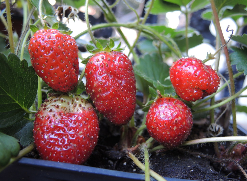 Strawberries--photo copyright Anne Underwood Enslow