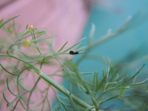 Black swallowtail caterpillar--photo copyright Anne Underwood Enslow