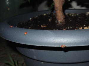 Ladybugs mating--photo copyright Anne Underwood Enslow