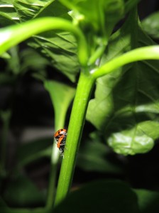 Ladybugs mating--photo copyright Anne Underwood Enslow