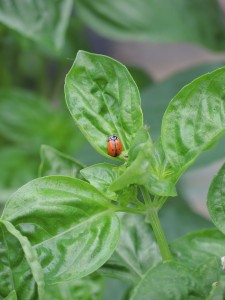 Ladybug on basil--photo copyright Anne Underwood Enslow