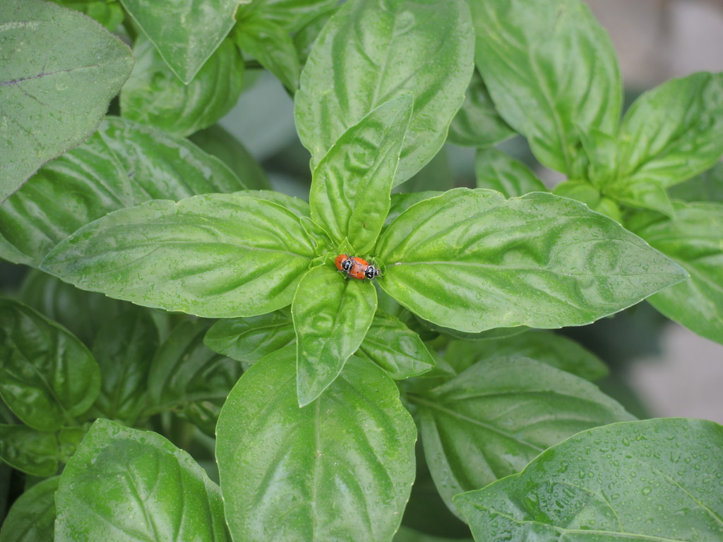 Ladybugs mating--photo copyright Anne Underwood Enslow