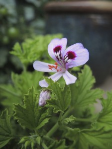 Lemon geranium flower--photo copyright Anne Underwood Enslow