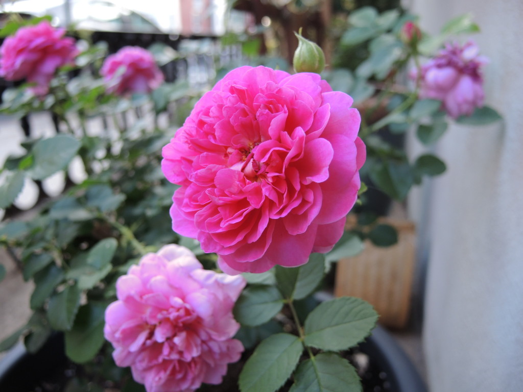 Princess Anne roses from David Austin--photo copyright Anne Underwood Enslow