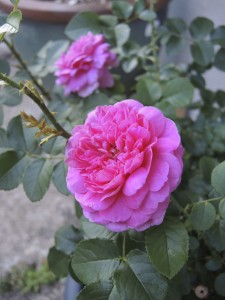 Princess Anne roses--photo copyright Anne Underwood Enslow