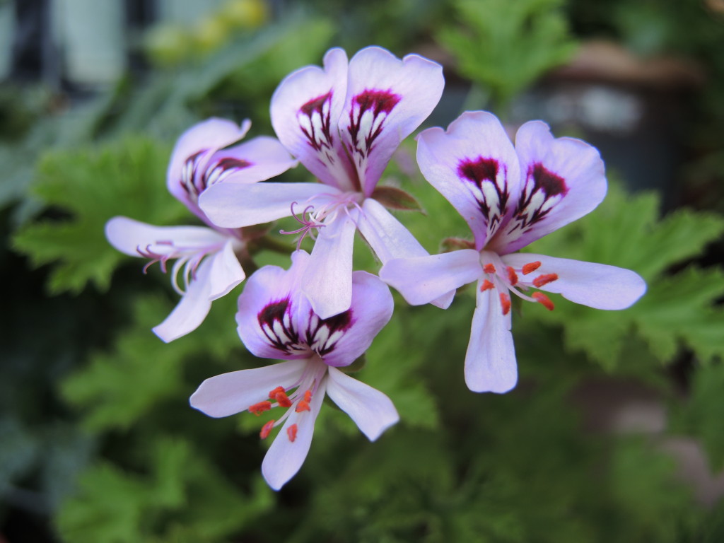 Lemon geranium flowers--photo copyright Anne Underwood Enslow