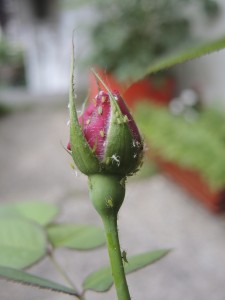 Rosebud covered with aphids--photo copyright Anne Underwood Enslow