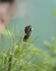 Black swallowtail caterpillar--photo copyright Anne Underwood Enslow