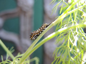 Black swallowtail caterpillar that's just moulted--photo copyright Anne Underwood Enslow