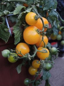 Cherry tomatoes--photo copyright Anne Underwood Enslow