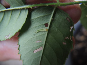 Sawfly caterpillar--photo copyright Anne Underwood Enslow