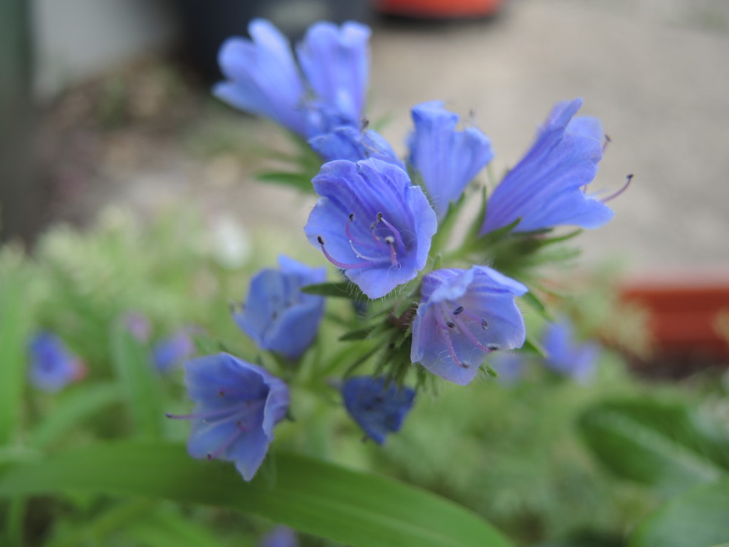 Viper's bugloss--photo Anne Underwood Enslow