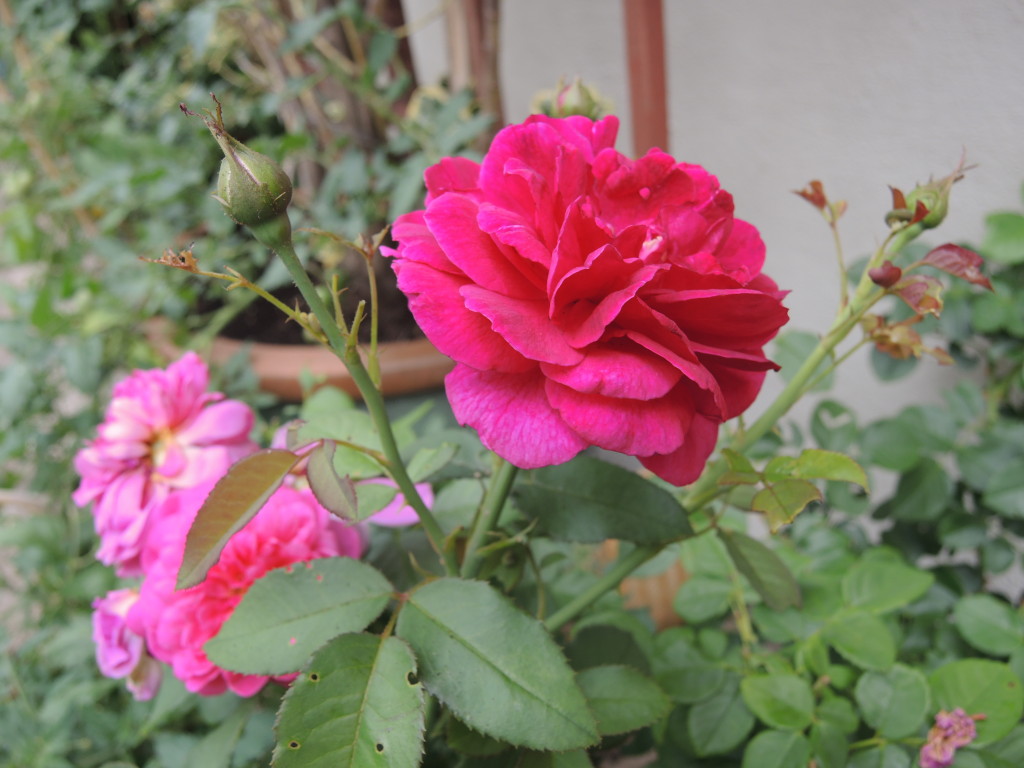 Darcy Bussell roses--photo copyright Anne Underwood Enslow