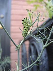 Black swallowtail caterpillar--photo copyright Anne Underwood Enslow