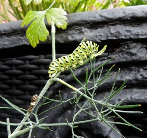 Black swallowtail caterpillars--photo copyright Anne Underwood Enslow