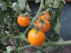 Sun Sugar cherry tomatoes--photo copyright Anne Underwood Enslow