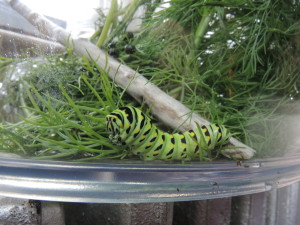 Pilly exploring his container--photo copyright Anne Underwood Enslow