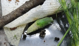 Dilbert's chrysalis--photo copyright Anne Underwood Enslow