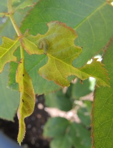 Rose leaf eaten away--photo copyright Anne Underwood Enslow