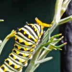 Black swallowtail with osmeterium up--photo copyright Anne Underwood Enslow