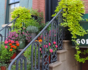 Stoop garden--photo copyright Anne Underwood Enslow