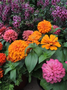 Zinnias--photo copyright Anne Underwood Enslow