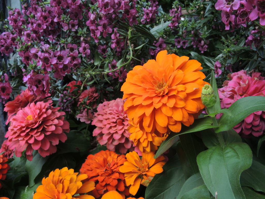 Zinnias--photo copyright Anne Underwood Enslow