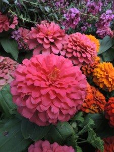 Zinnias--photo copyright Anne Underwood Enslow