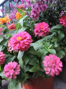 Zinnias--photo copyright Anne Underwood Enslow