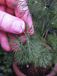 Black swallowtail egg on dill--photo copyright Anne Underwood Enslow