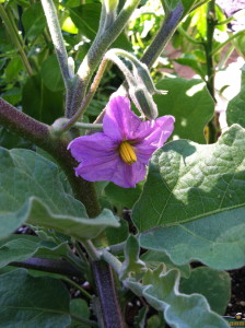 Eggplant flower--photo copyright Anne Underwood Enslow