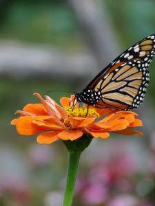 Monarch butterfly on zinnia--photo copyright Anne Underwood Enslow