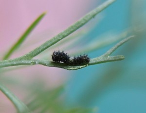 First or second instars--photo copyright Anne Underwood Enslow