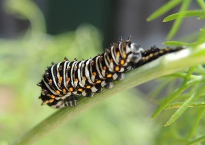 Caterpillar shedding his skin--photo copyright Anne Underwood Enslow