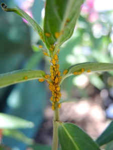 Aphids on milkweed--photo copyright Anne Underwood Enslow