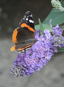 Red admiral--photo copyright Anne Underwood Enslow