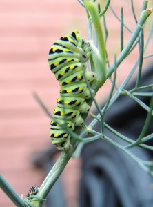 Dilbert on the dill--photo copyright Anne Underwood Enslow